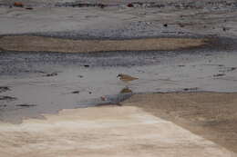 Charadrius placidus Gray, JE, Gray & GR 1863 resmi