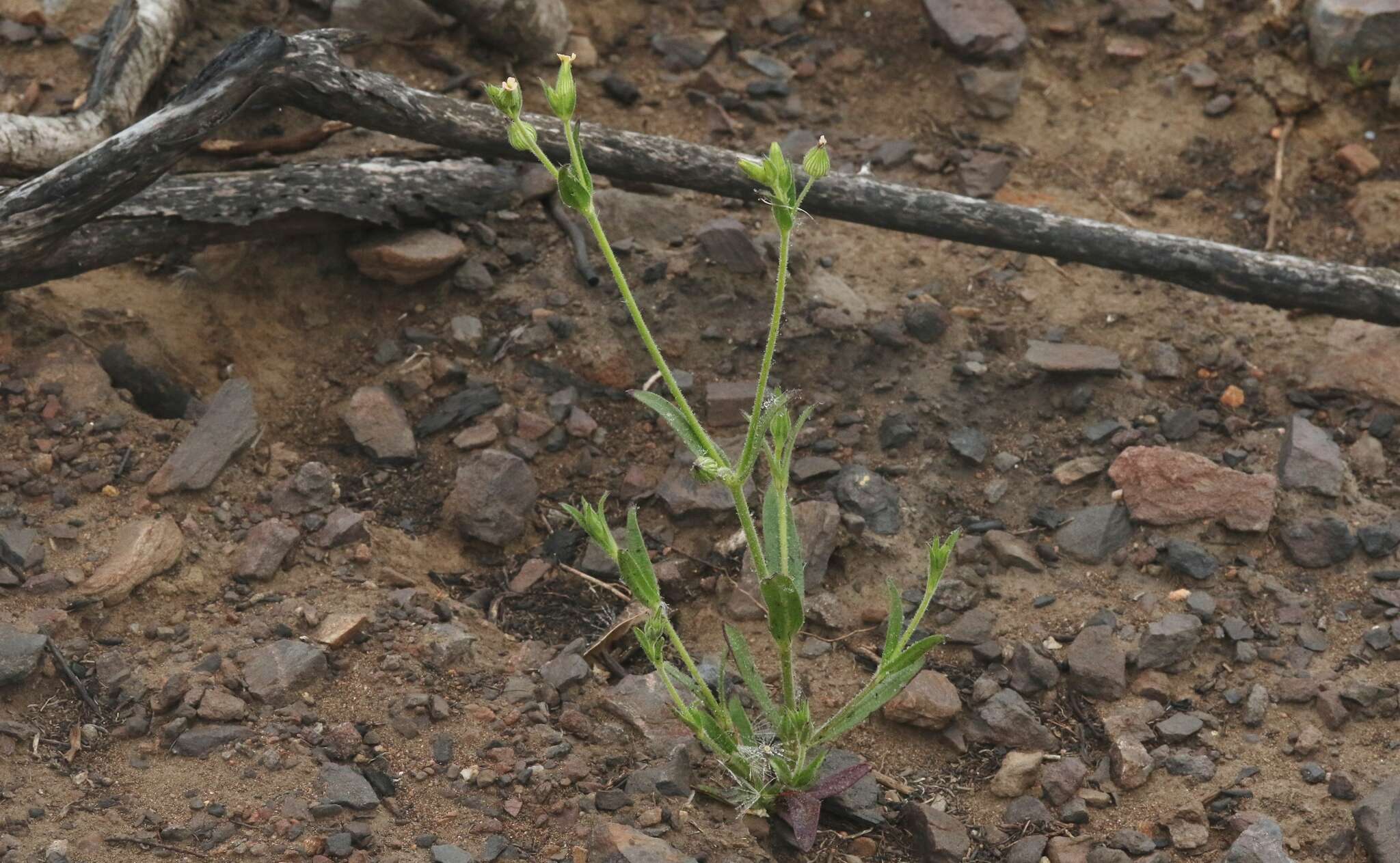 Imagem de Silene coniflora Nees ex Otth