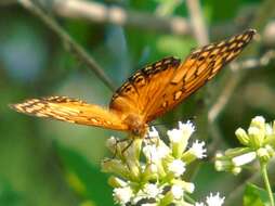 Image of Euptoieta hegesia meridiania Stichel 1938