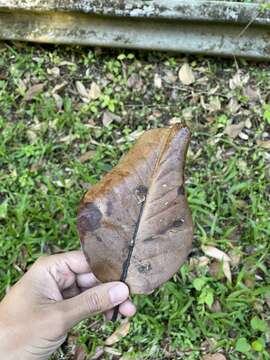 Image of Laurel Magnolia