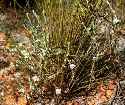 Image of Metalasia quinqueflora DC.