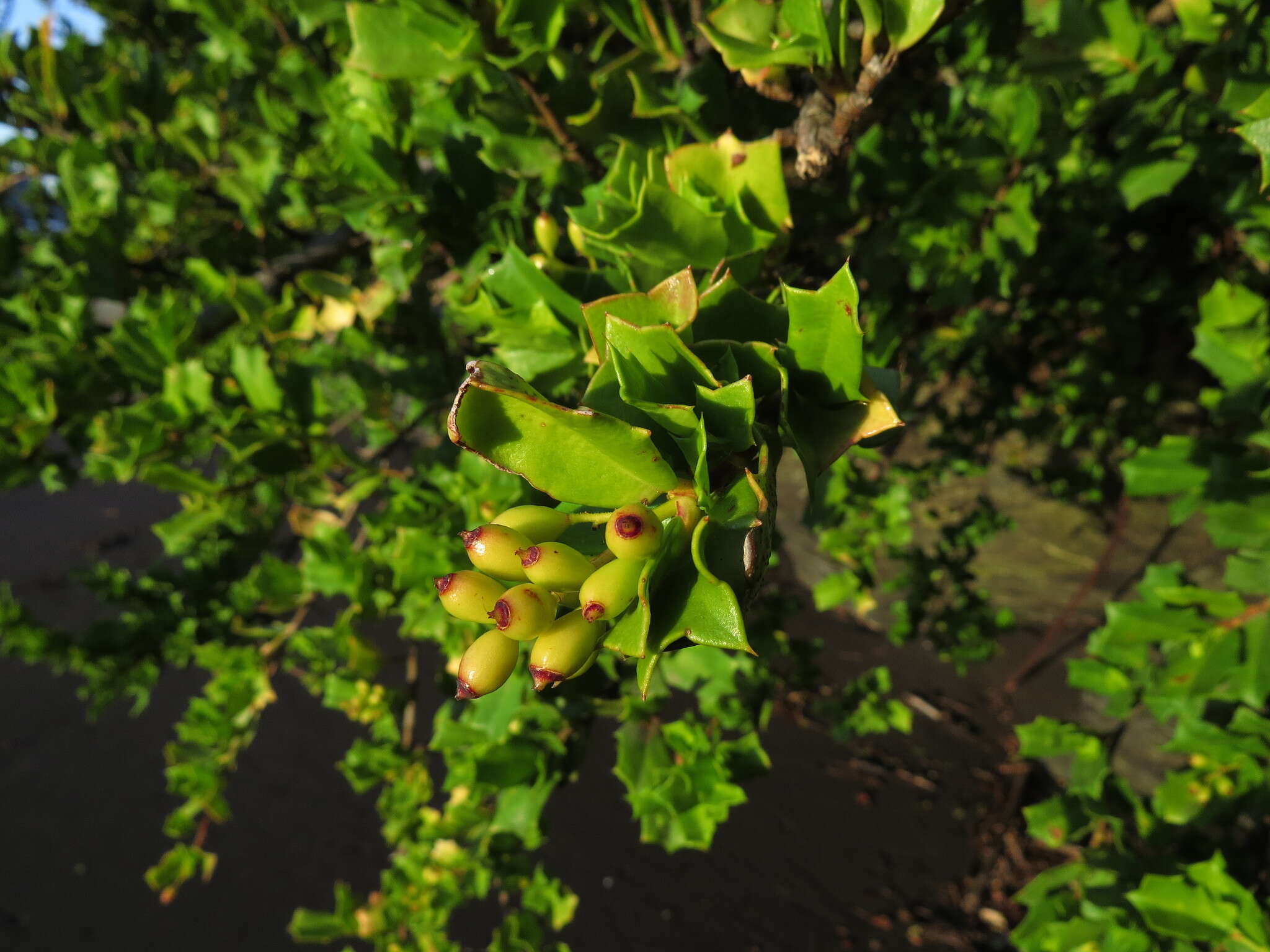 Griselinia jodinifolia (Griseb.) Taub.的圖片