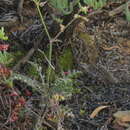 Image of Pelargonium laxum (Sweet) G. Don