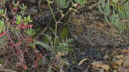 Image of Pelargonium laxum (Sweet) G. Don