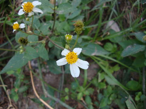 Image of hairy beggarticks