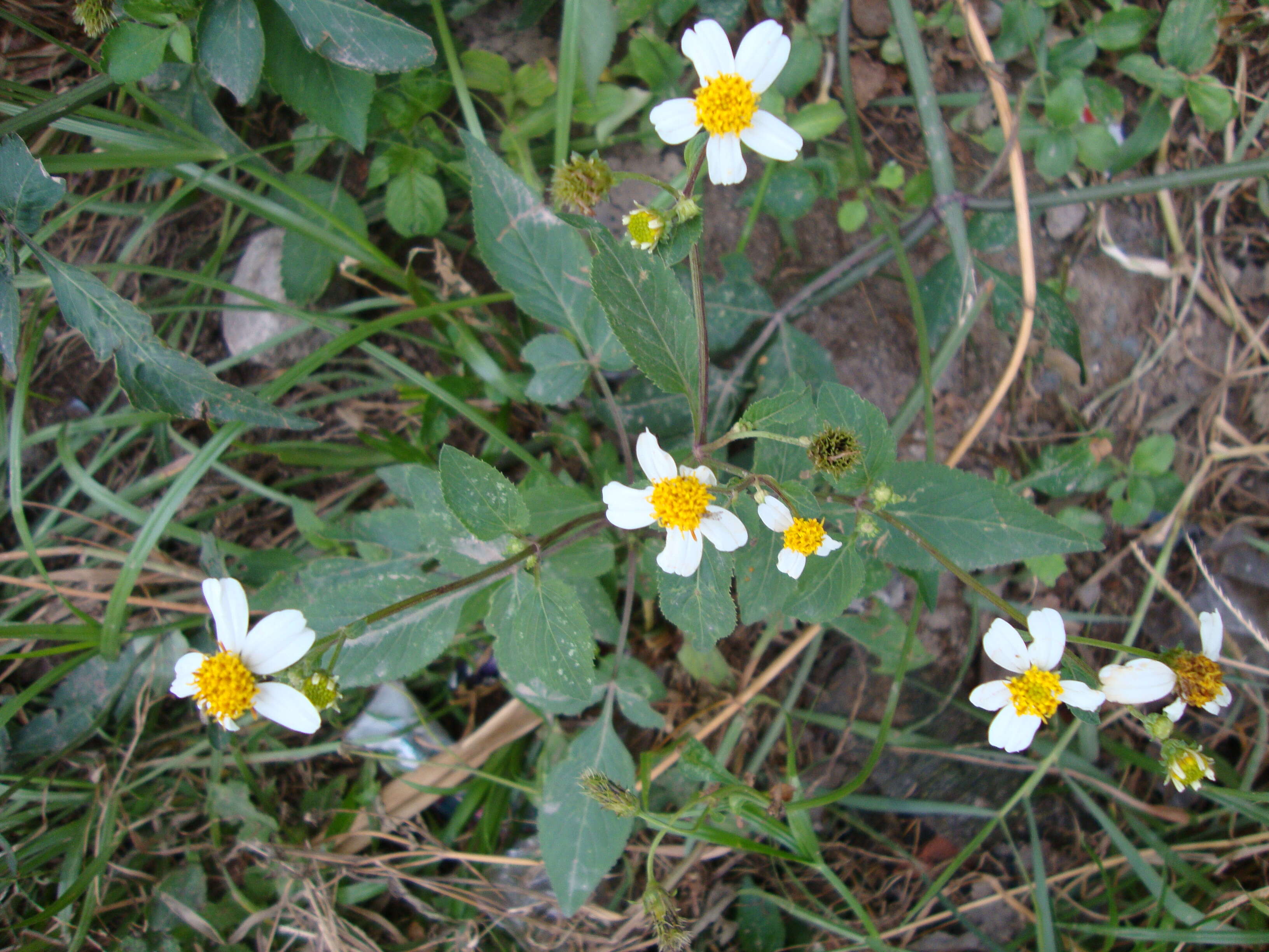 Image of hairy beggarticks