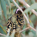 Image of Western Bowerbird