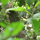 Image of Flavescent Warbler