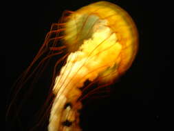 Image of Sea nettle