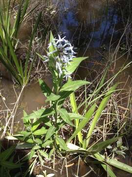 Image of eastern bluestar