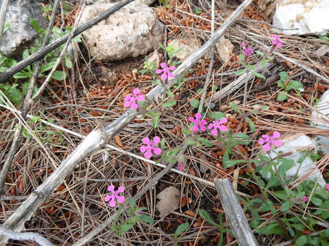 Image of Saponaria calabrica Guss.