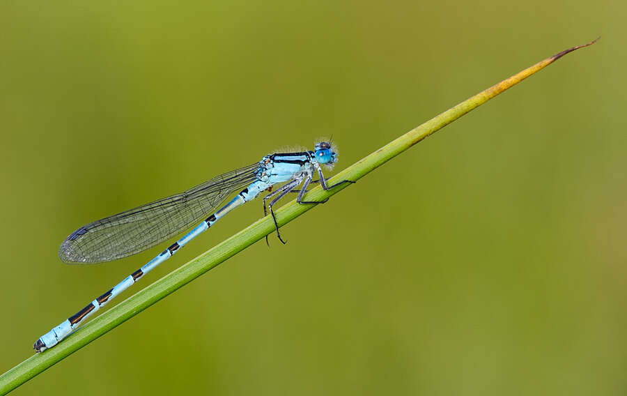 Image of Common Blue Damselfly