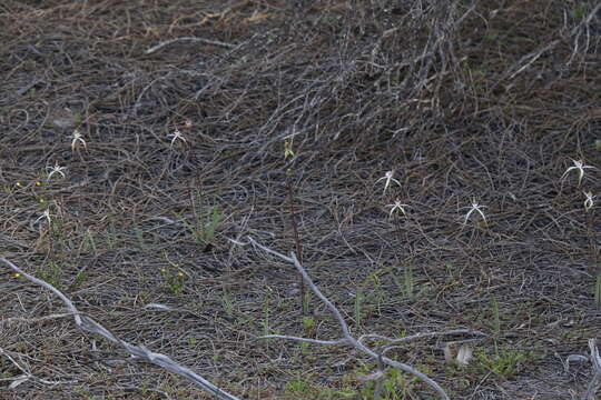 Caladenia exilis Hopper & A. P. Br.的圖片