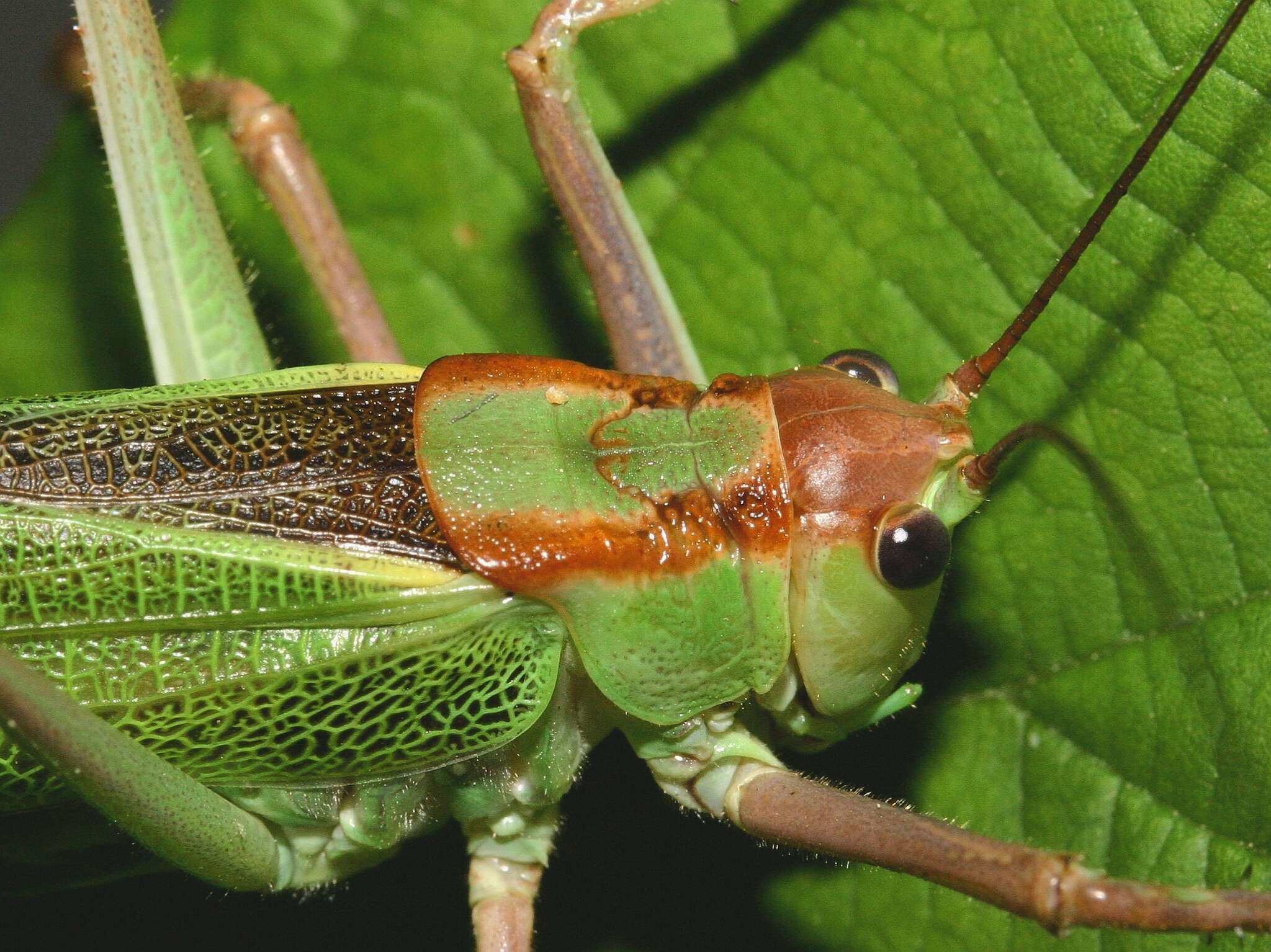 Sivun Calliphona (Calliphonides) alluaudi Bolívar & I. 1893 kuva