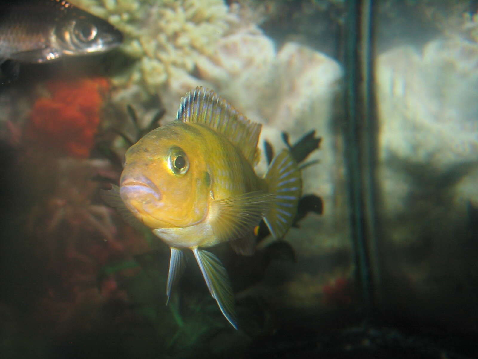 Image of Cichlid