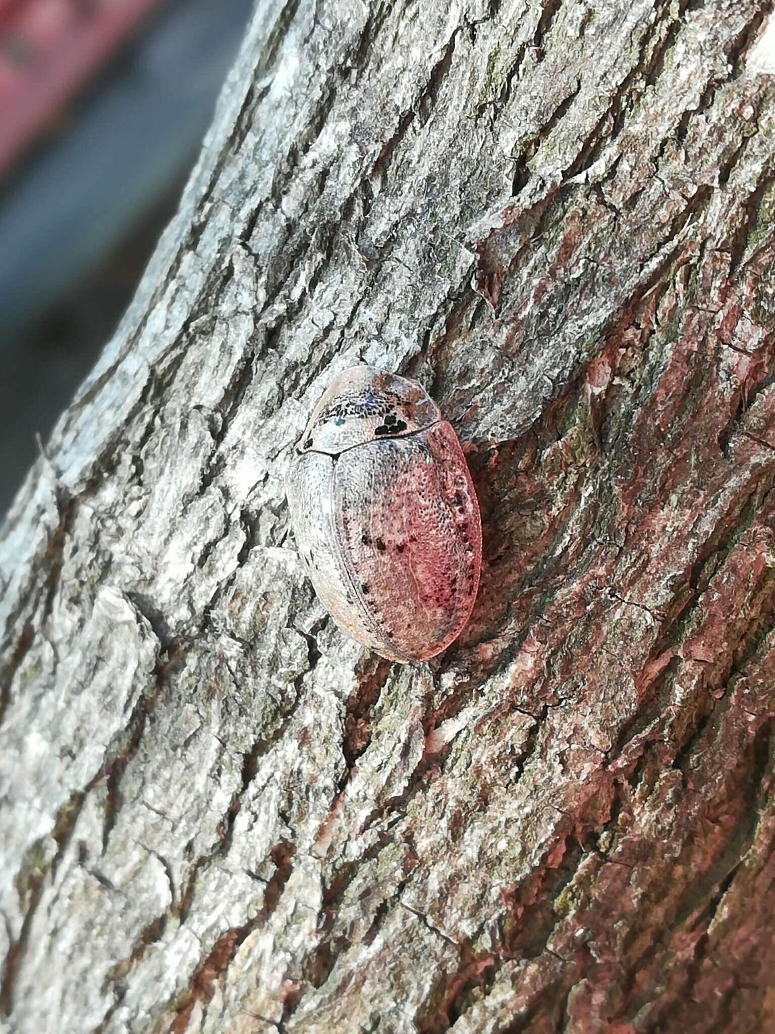 Слика од Physonota alutacea Boheman 1854