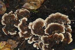 Image of Turkey Tail