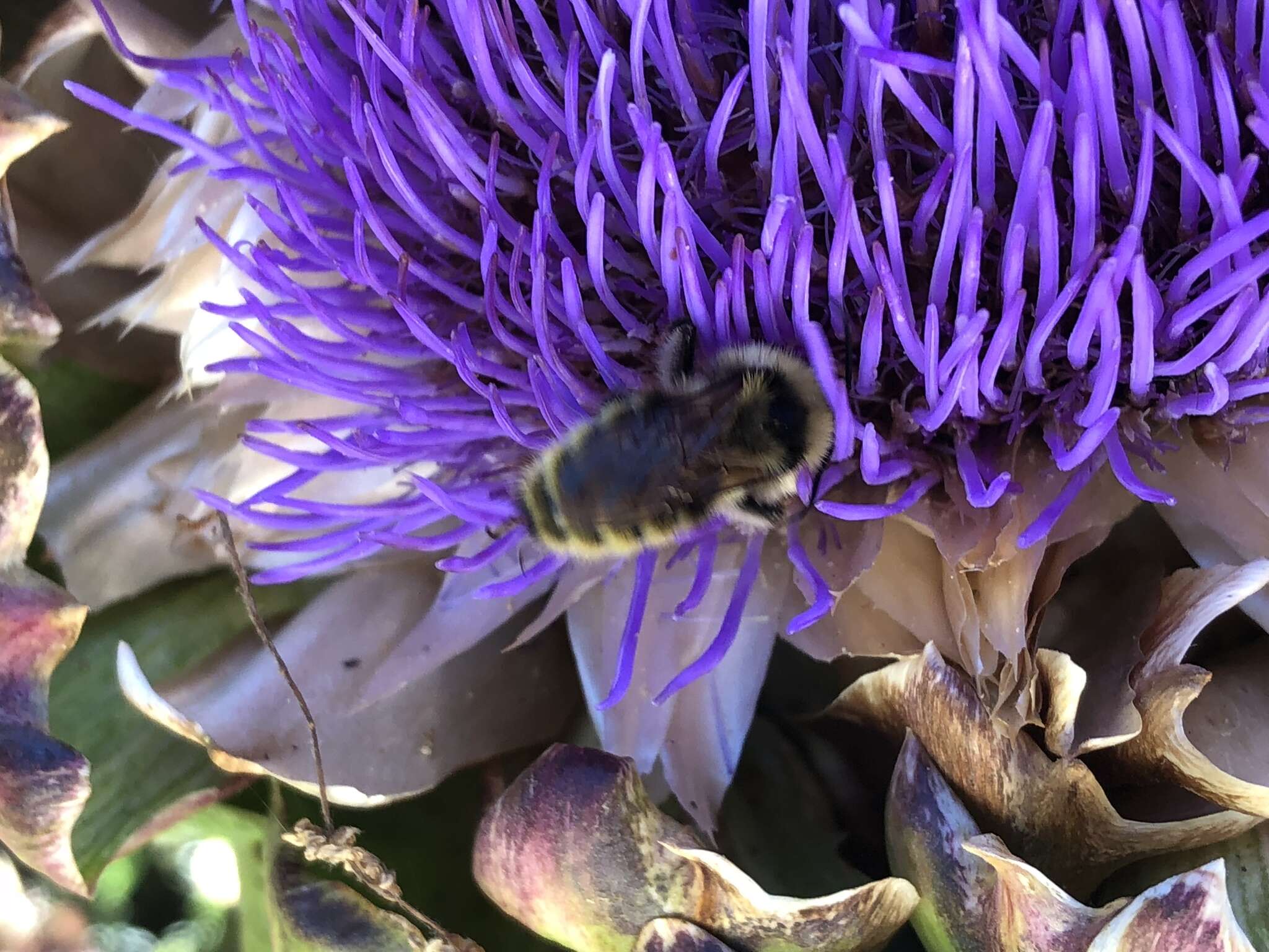 Слика од Bombus appositus Cresson 1879