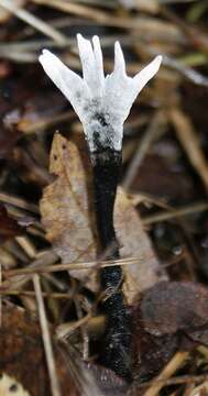 Imagem de Xylaria hypoxylon (L.) Grev. 1824