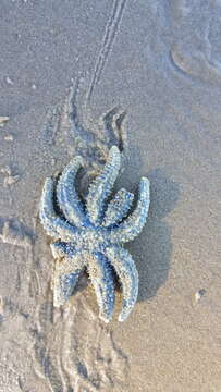 Image of Eleven-armed seastar