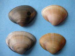 Image of rayed trough clam