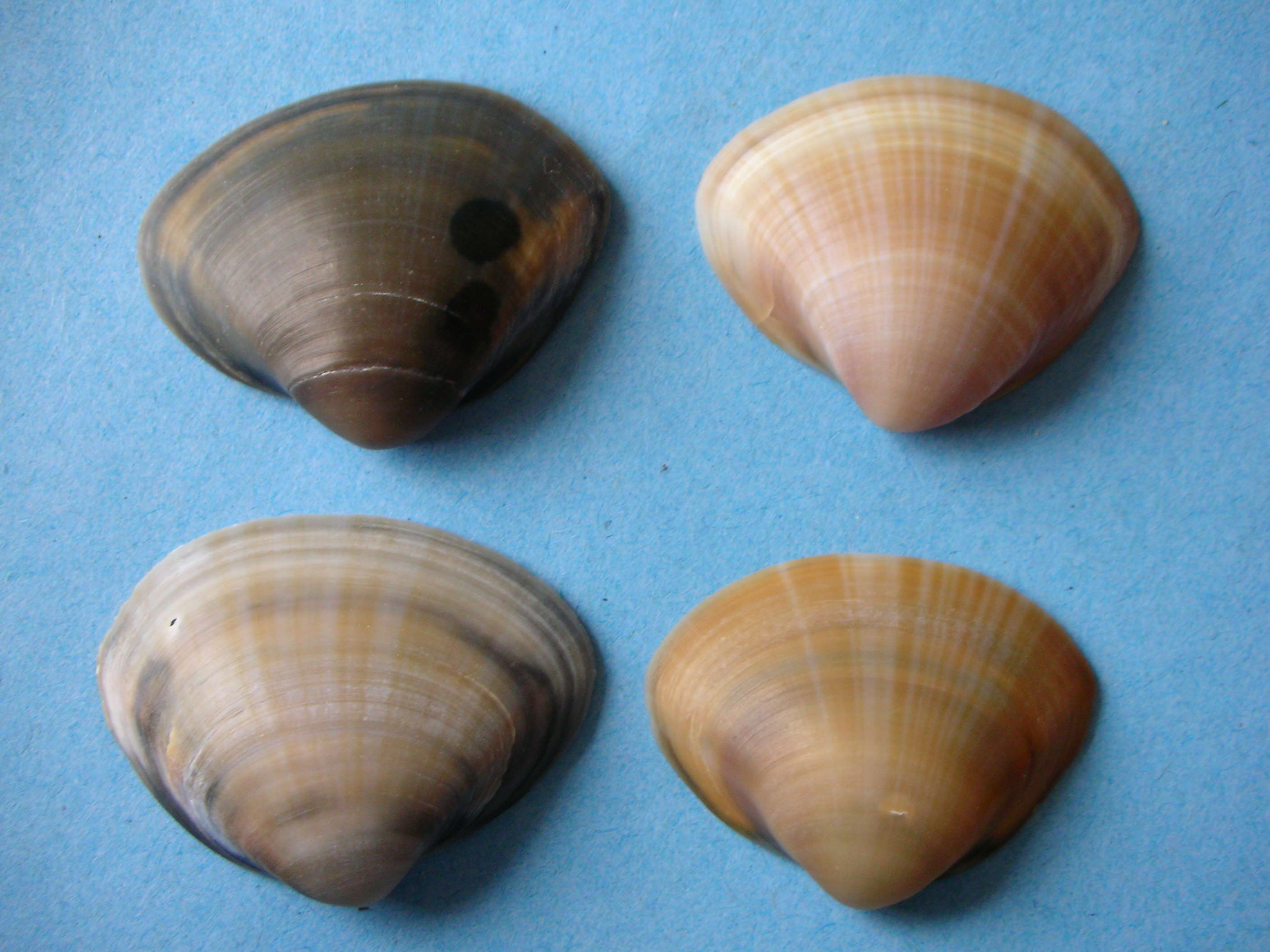 Image of rayed trough clam