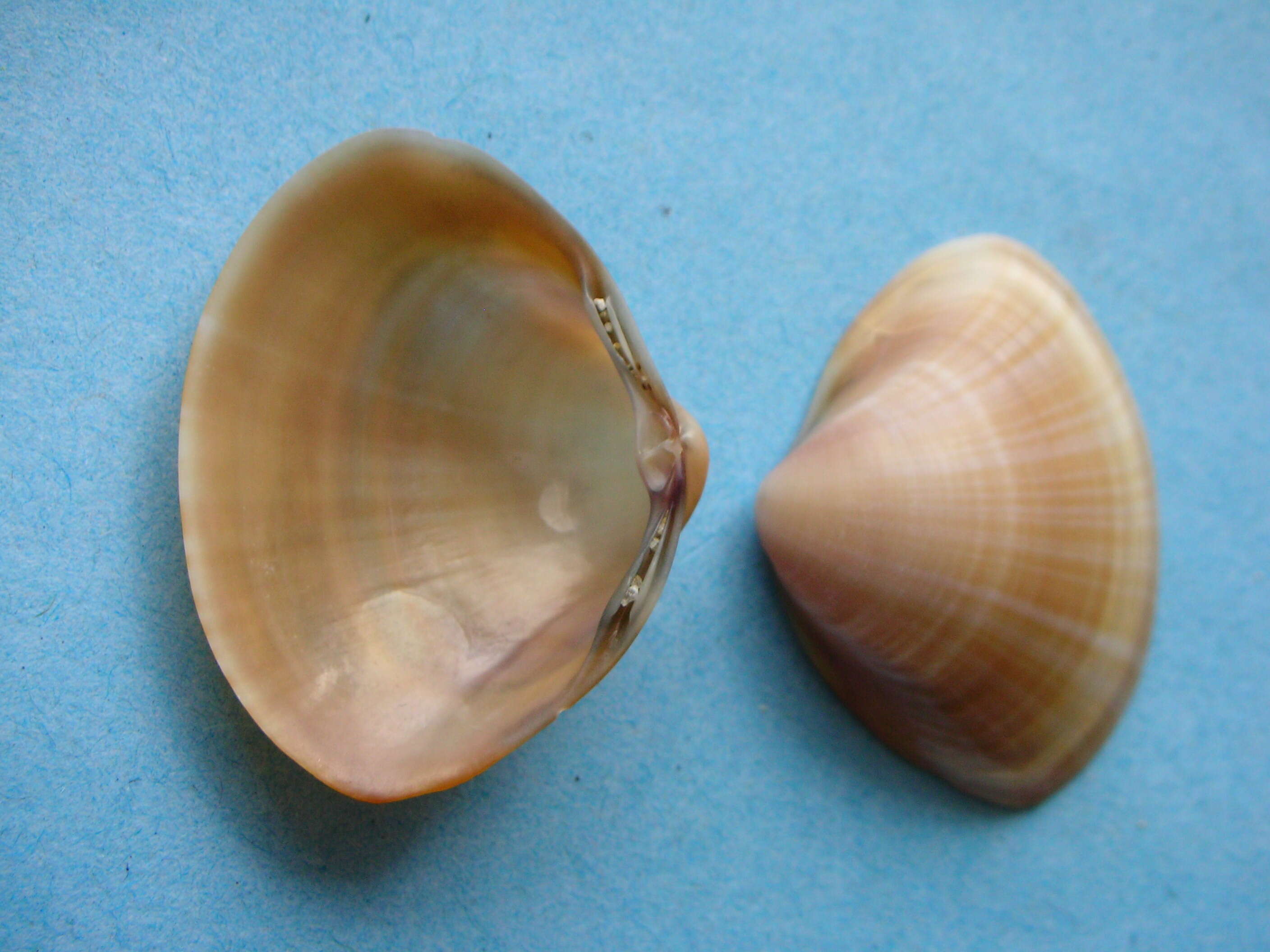 Image of rayed trough clam