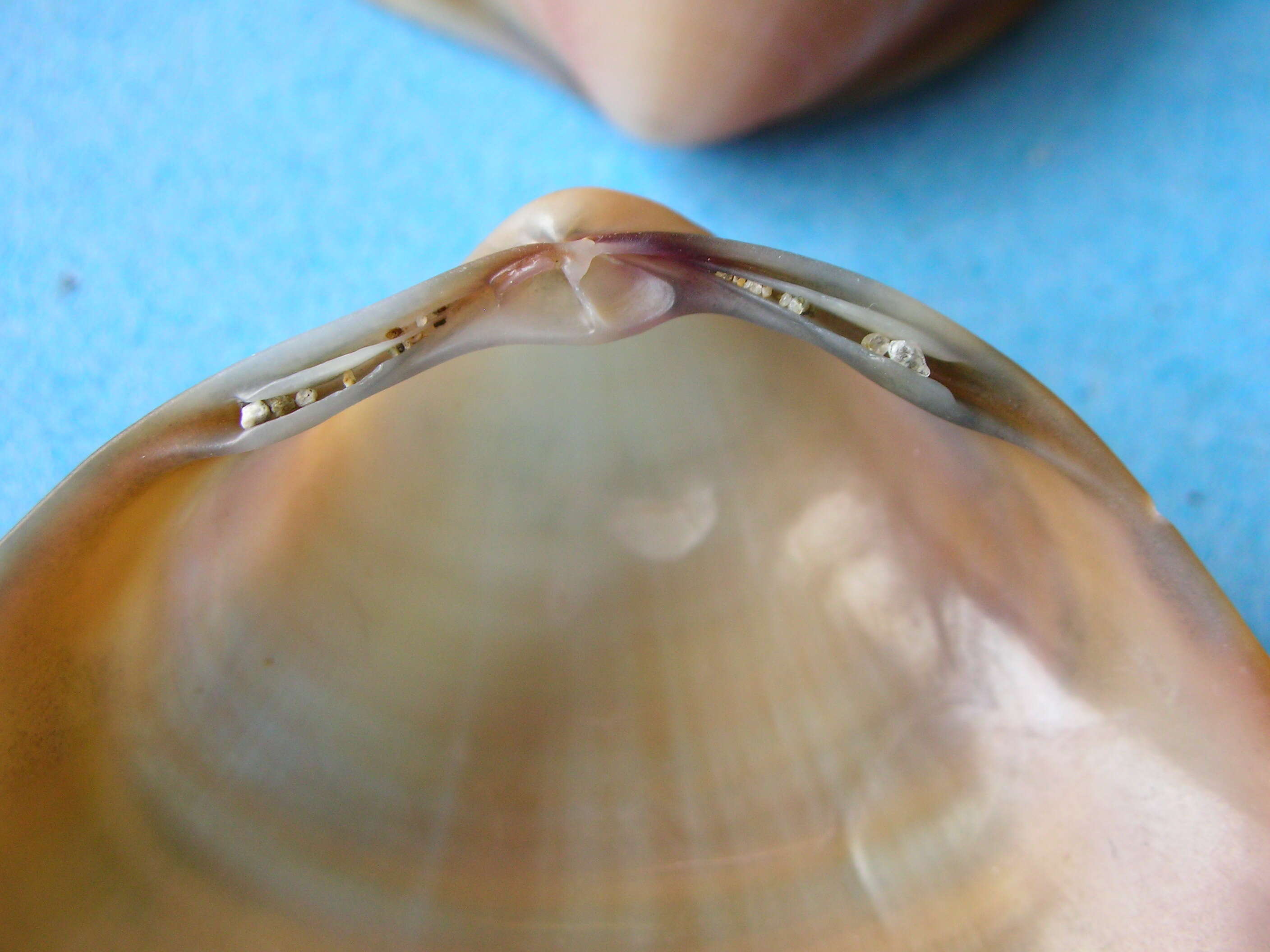 Image of rayed trough clam