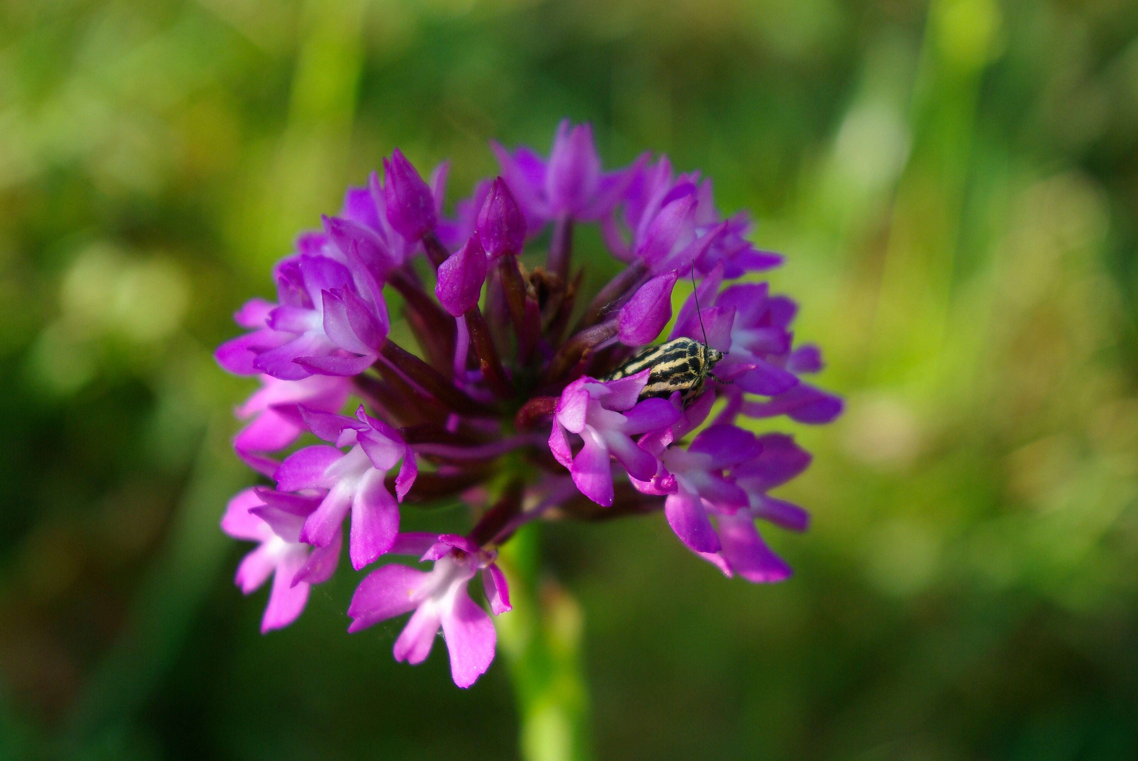 Image of Pyramidal orchid