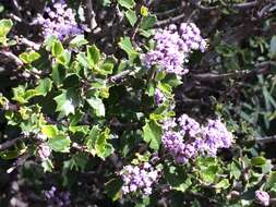 Image of Jepson ceanothus