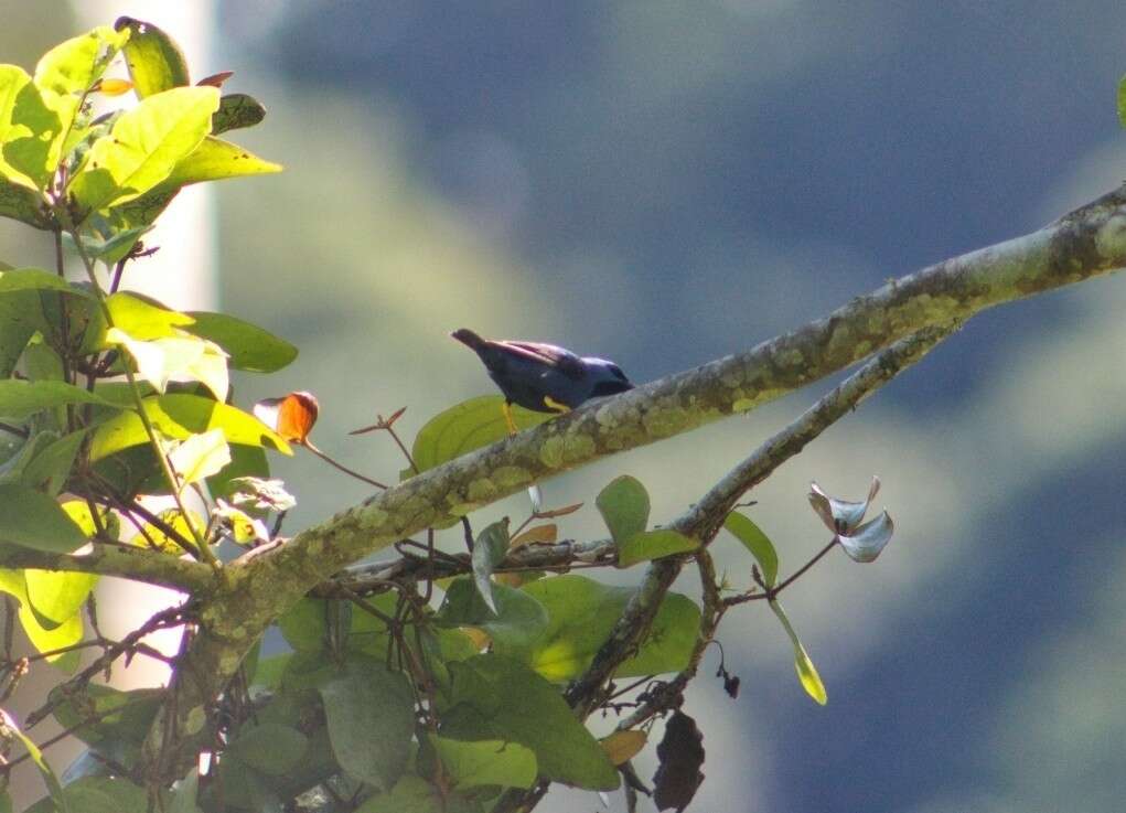 Image of Shining Honeycreeper