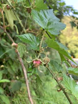 Image of Rubus taitoensis Hayata