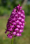 صورة Anacamptis pyramidalis (L.) Rich.