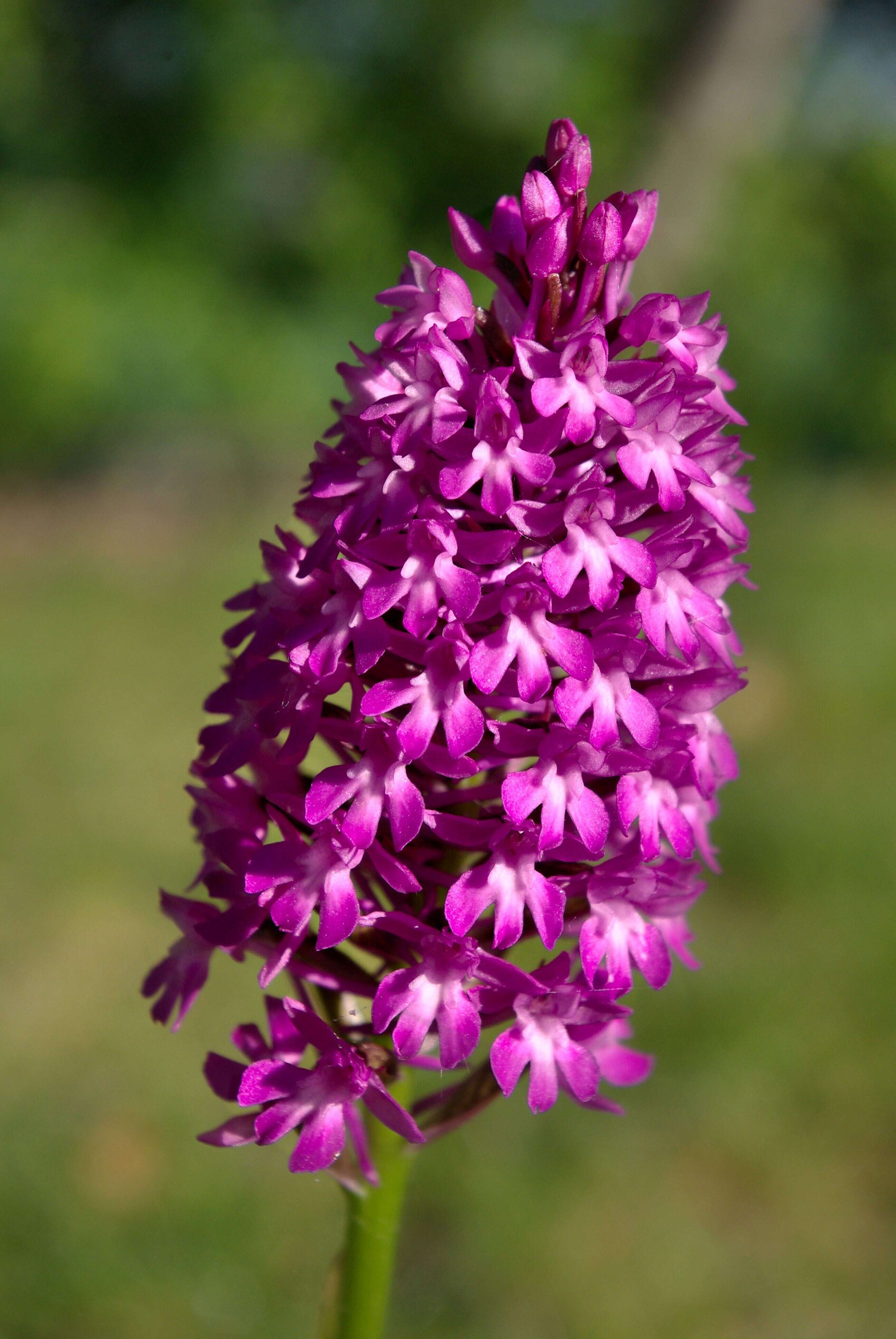 صورة Anacamptis pyramidalis (L.) Rich.