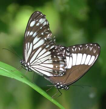 Imagem de Zethera pimplea Erichson 1834