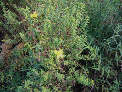 Image of Hypericum balearicum L.