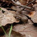 Image of Mexican Brown Snake