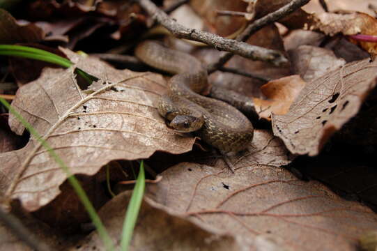 Image of Mexican Brown Snake