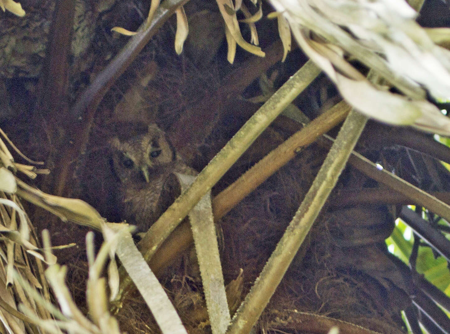 Image of Lesser Horned Owl