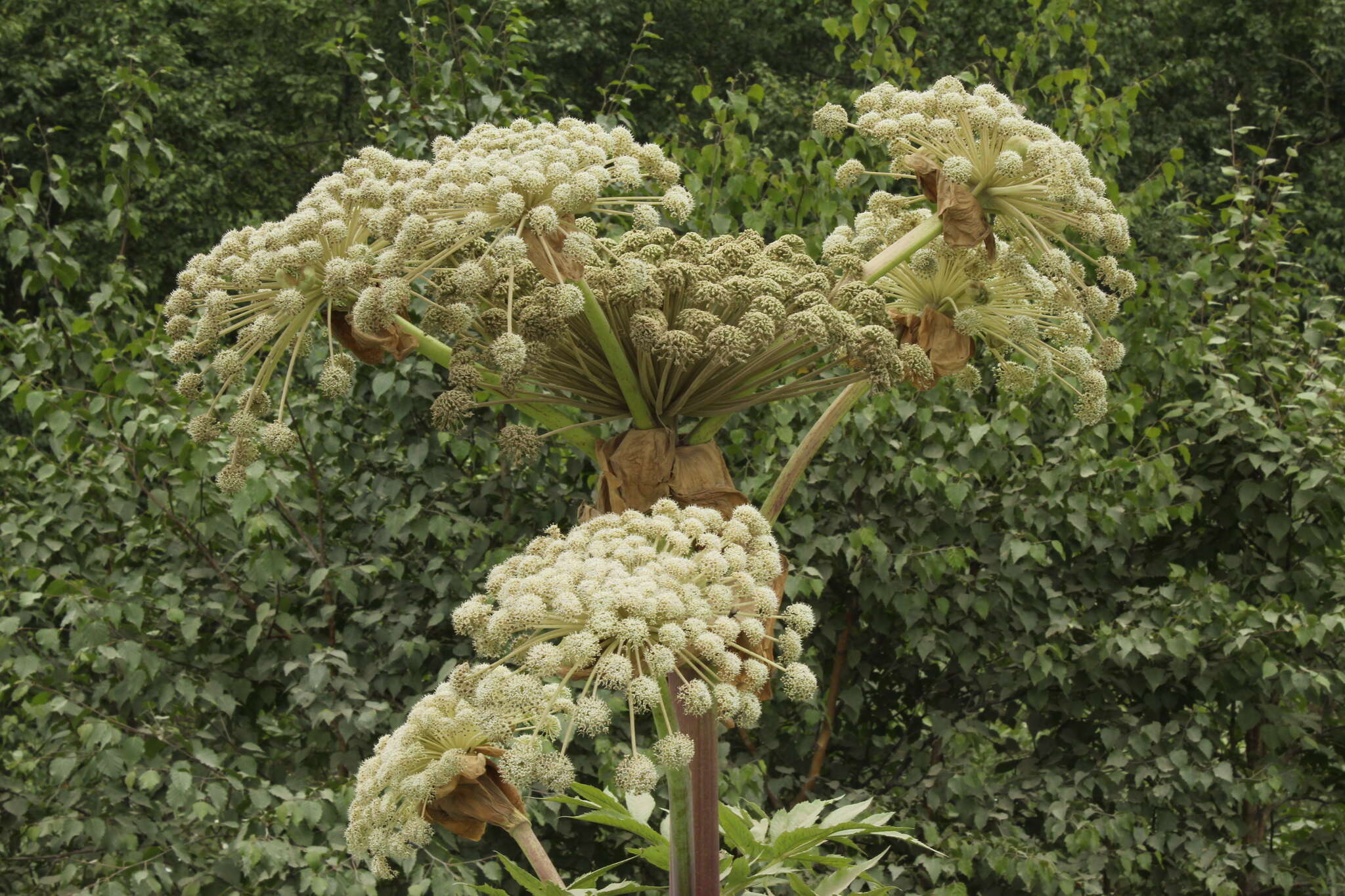 Image of Angelica ursina (Rupr.) Regel