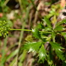 صورة Azorella monteroi S. Martínez & L. Constance