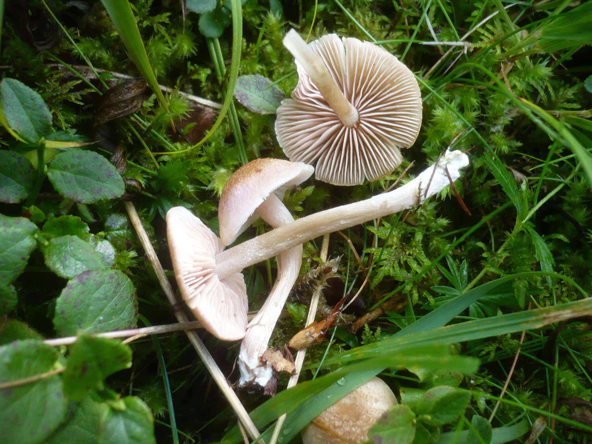 Image of Entoloma