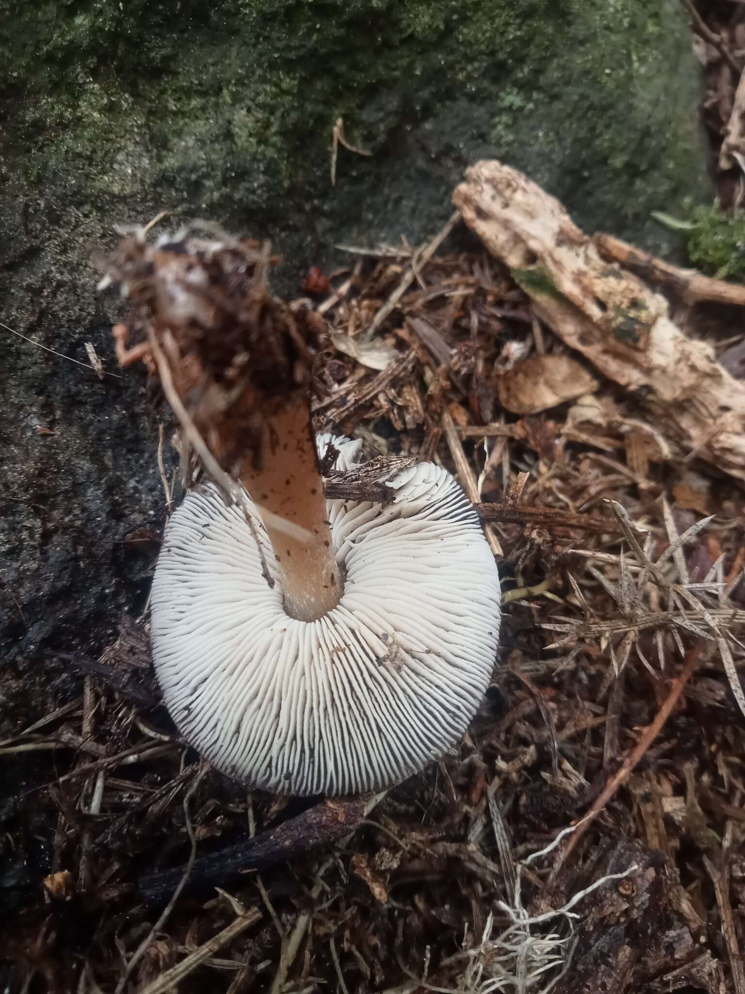 Image of Rhodocollybia purpurata (G. Stev.) J. A. Cooper 2014