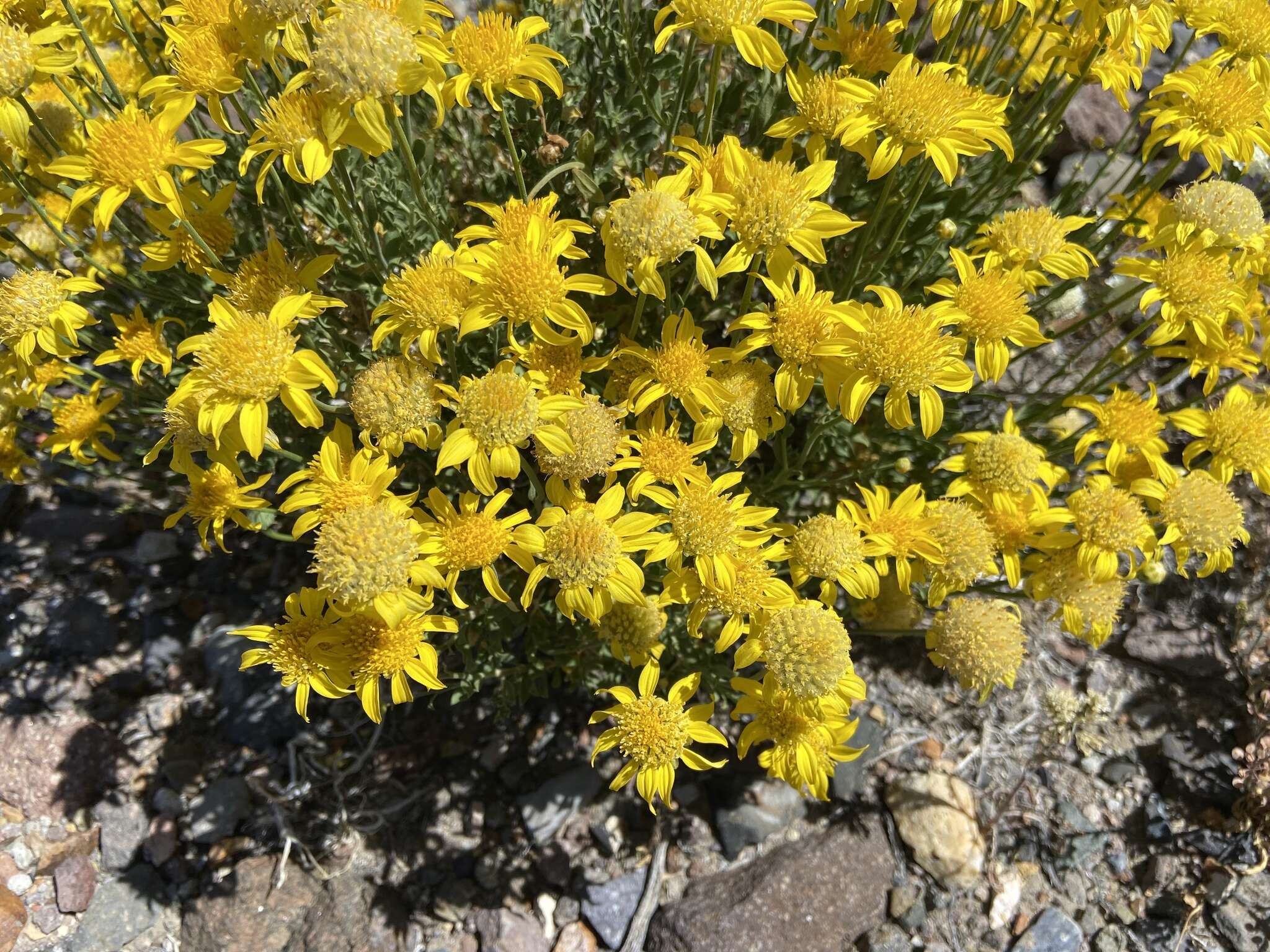 Image of Shockley's goldenhead