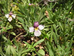 Image of Beckwith's violet