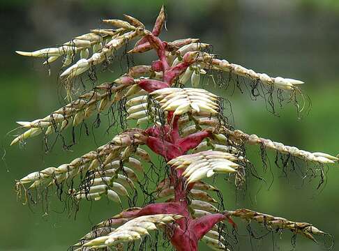 Imagem de Alcantarea geniculata (Wawra) J. R. Grant