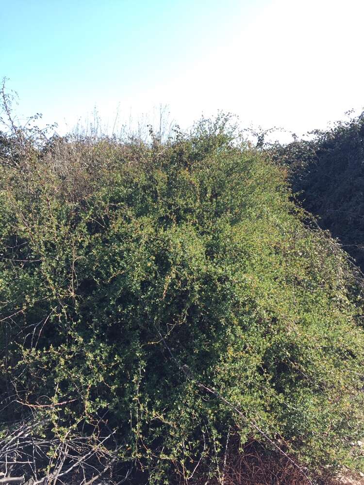 Image of Muehlenbeckia hastulata var. hastulata