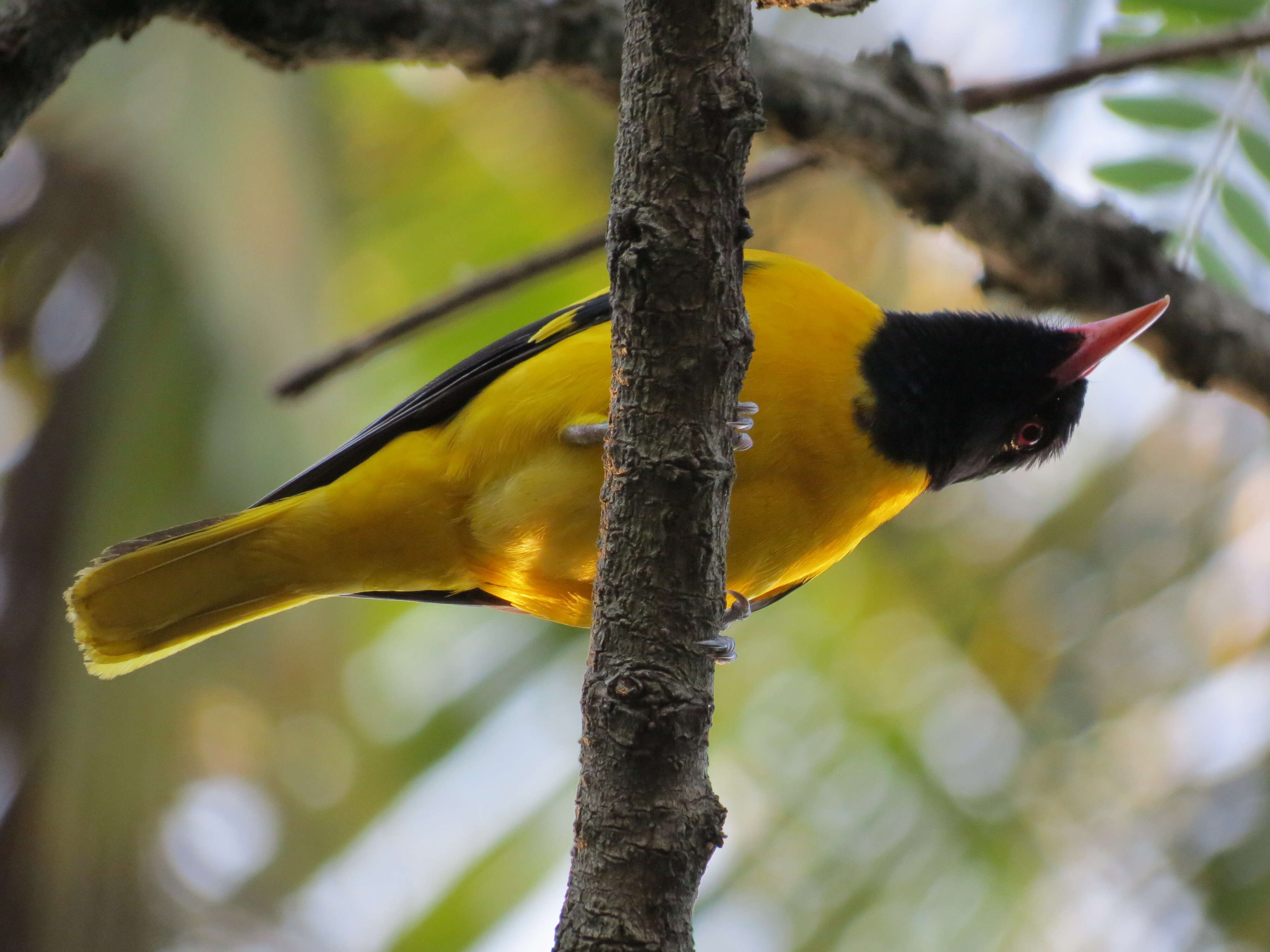 Image of Black-hooded Oriole