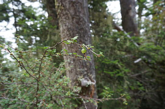 Image of Ribes formosanum Hayata