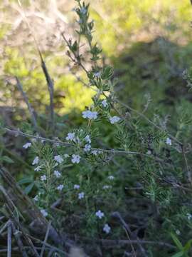 Image of Micromeria hyssopifolia Webb & Berthel.